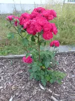 P1110646.webp