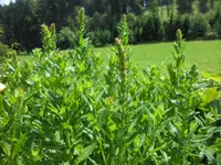 SAM_4475.webp