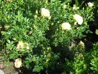 SAM_4481.webp