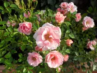 SAM_4466.webp