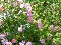 DSCN8499.webp
