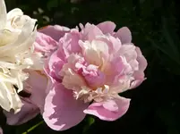 P1130760.webp