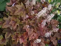Bilda 0689.webp