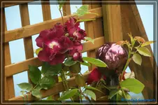 comp_DSC01619.webp