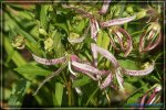 Glockenblume punctata,Pink Oktupus1.jpg