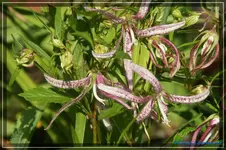 Glockenblume punctata,Pink Oktupus1.webp