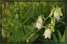 comp_DSC01623.webp
