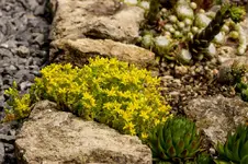 Sth 14-06-12-2607.webp