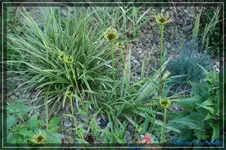 comp_DSC01626.webp