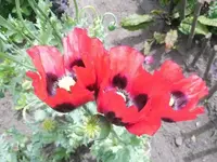 Bilda 0621.webp