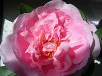 8.webp