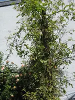 IMG_2821.webp