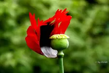 _Leicht bekleideter Mohn.webp