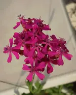 nbknnt (3).webp