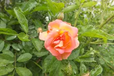2014_0614Frühling0001.webp