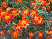 IMGP0061.webp