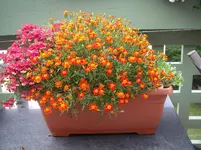IMGP0062.webp