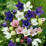 glockenblume fuji mischung - Ballonglockenblume NEU.webp