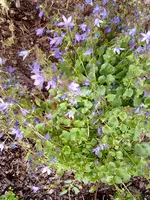 glockenblume gross ca. 25 cm hoch.webp