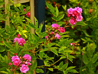 Bleu Magenta_pink_lila_grün1_640.webp