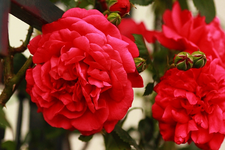Rose_Laguna_pink_Blüten_Knospen_makro_640.webp
