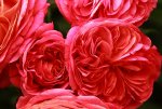 Mary_Anne_rosa_lachs_pink1_makro_640.JPG