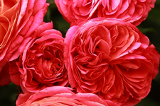 Mary_Anne_rosa_lachs_pink1_makro_640.webp