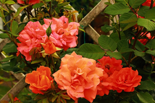 Orange Dawn_orange_grün_voll in Blüte1_640.webp