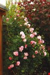 unbekannte Strauchrose_rosa_500.JPG