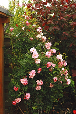 unbekannte Strauchrose_rosa_500.webp