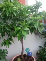 IMGP0079.webp