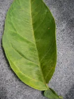 IMGP0080.webp