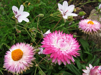 Strohblumen.webp