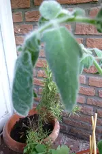 Fuzzy Wuzzy Blatt.webp
