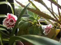 BILD2827.webp