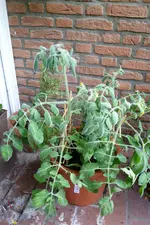 Fuzzy Wuzzy gesamt.webp