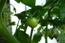 1. Moneymakerfrucht.webp