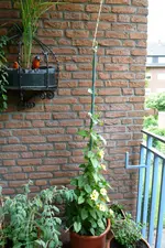 Schwarzäugige Susanne.webp