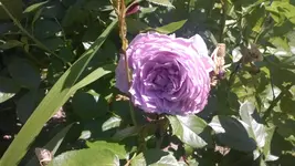 WP_20140614_009.webp