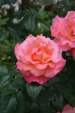 DSC_1856.webp