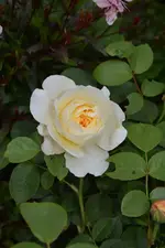 DSC_1857.webp