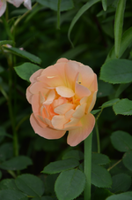 DSC_1858.webp