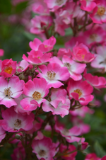 DSC_1859.webp