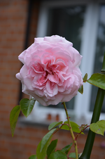 DSC_1861.webp