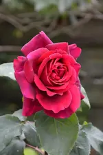 DSC_1862.webp