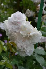 DSC_1863.webp