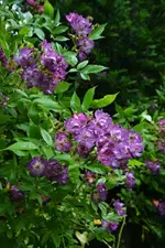 DSC_1864.webp