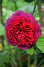 DSC_1867.webp