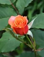 DSC_1869.webp