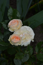 DSC_1870.webp